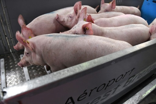 cochons transport animaux vivants Angleterre