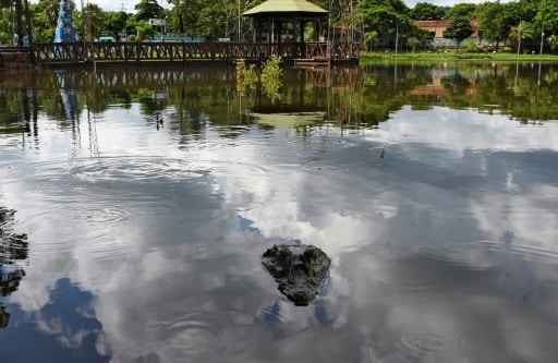paraguay caiman