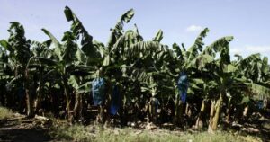 bananeraie Martinique