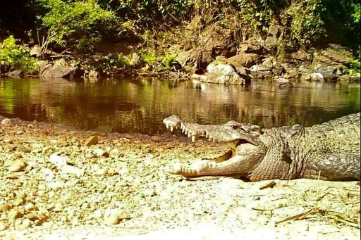 crocodile Siam Thaïlande