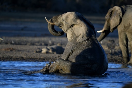 éléphant Botswana