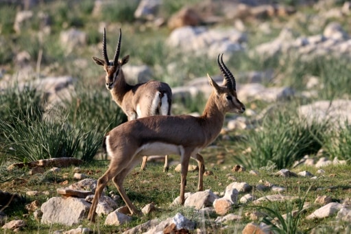 gazelles Israël