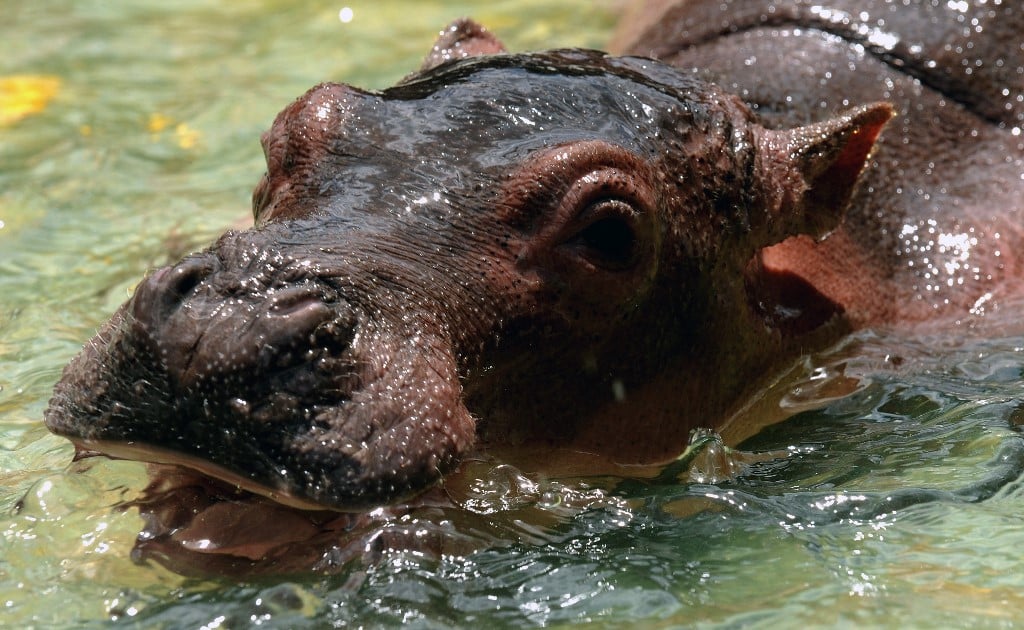 pablo escobar hippopotame hippopotames