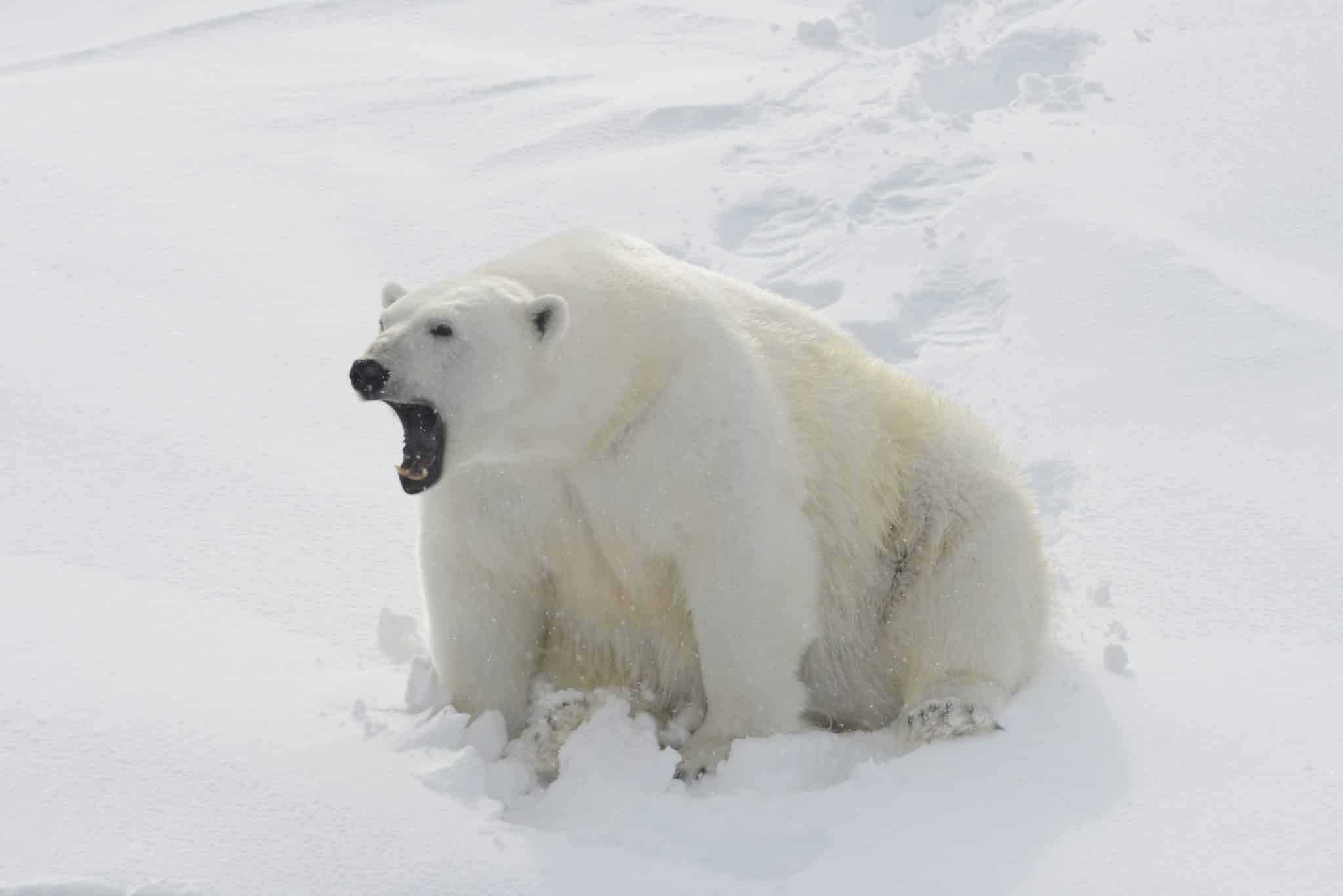 L'ours polaire une espèce menacée - GoodPlanet mag