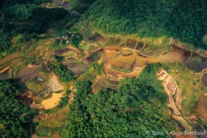 néonicotinoïdes pesticides alimentation nourriture exposition