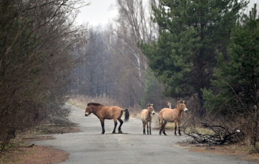 chevaux de Przewalski tchernobyl