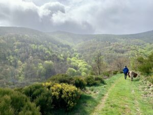 âne cevennes