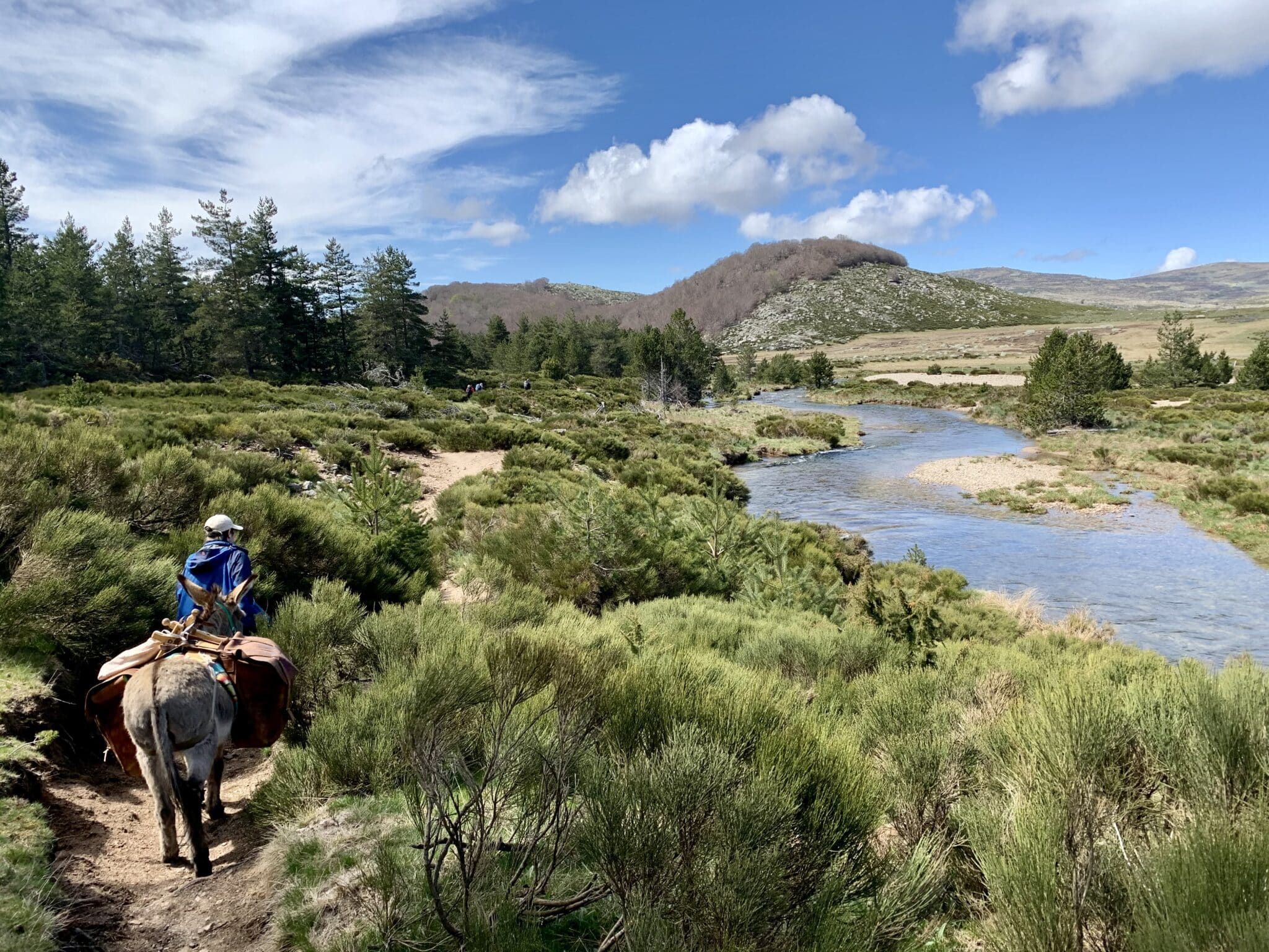 âne cevennes tarn