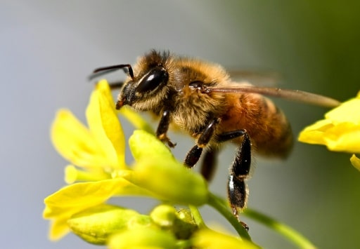 protection des abeilles