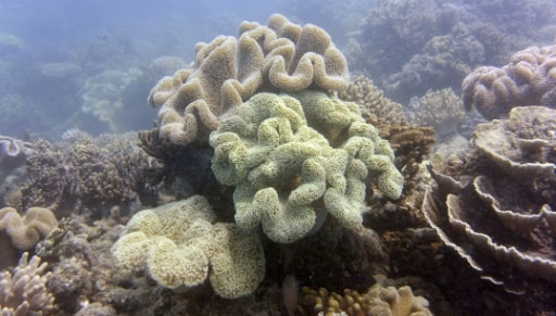 barrière de corail unesco australie