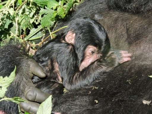 virunga naissance gorilles