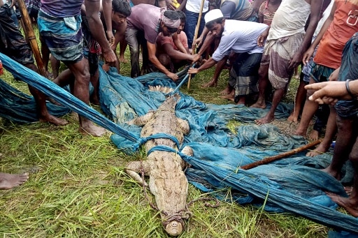 crocodile capture bangladesh