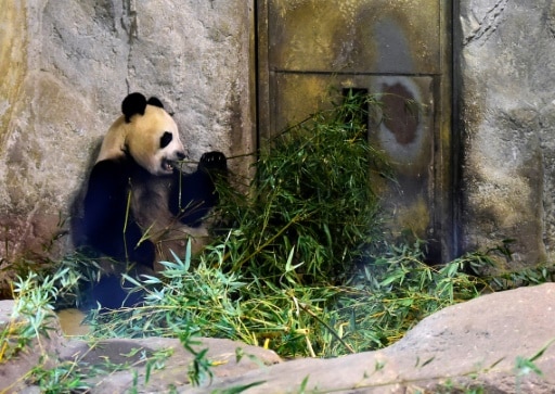panda madrid