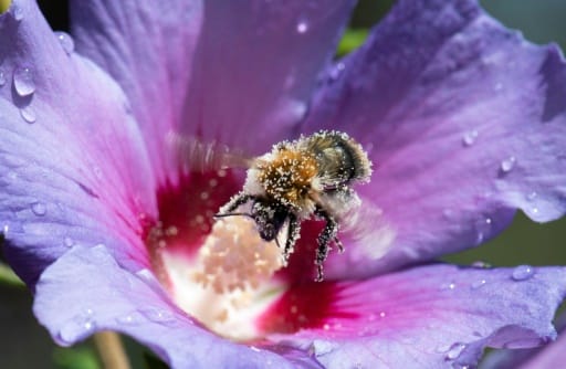 abeilles pétitions citoyenne europe