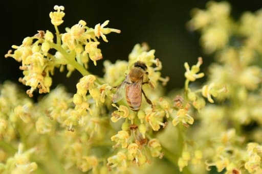 apiculteurs inde