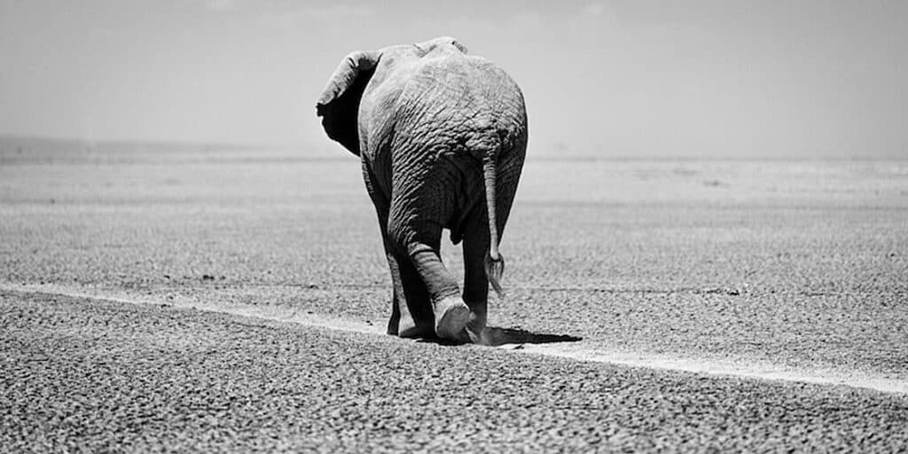 Elephant seul