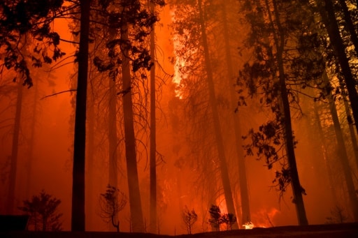 feux de forêts sequoiai