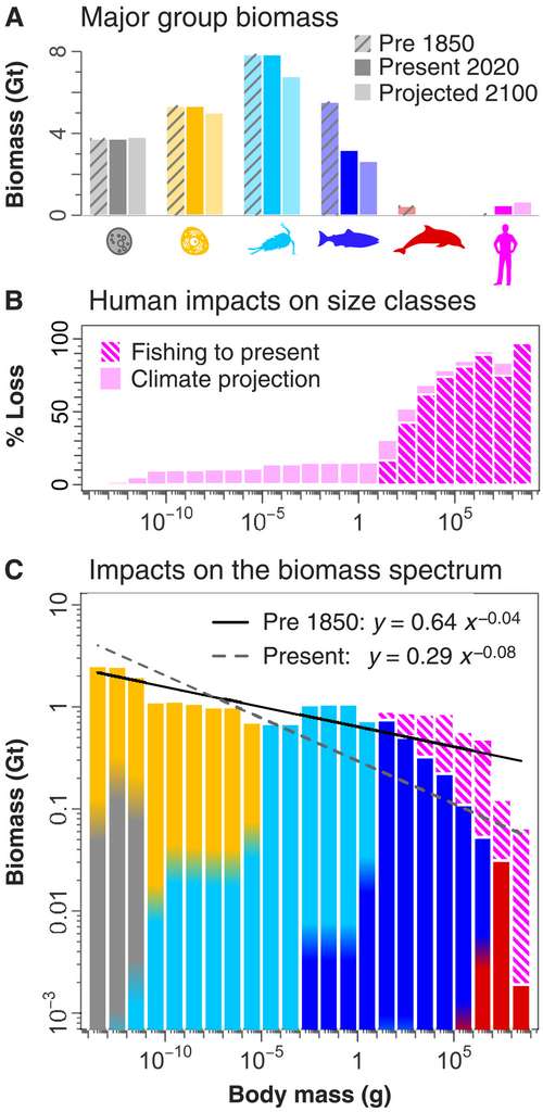 krill humanité équilibre biomasse