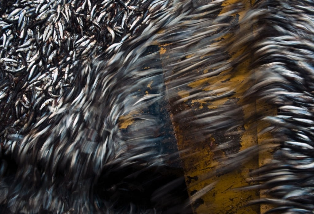 anchois perou effondrement pêche courant de Humboldt