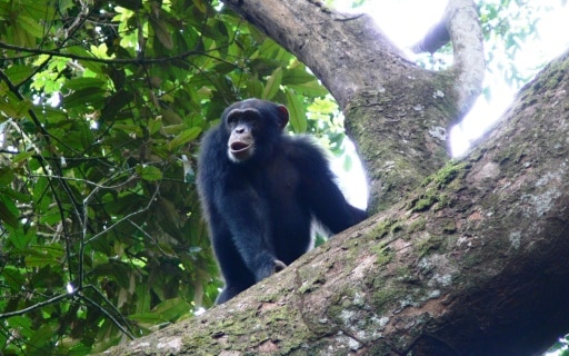 Nimba singe chimpanzés