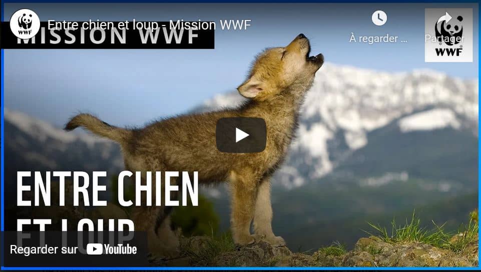 Entre chien et loup le nouveau programme de WWF mag'