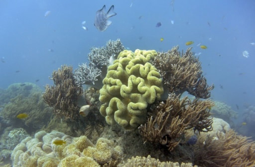 australie grande barrière de corail