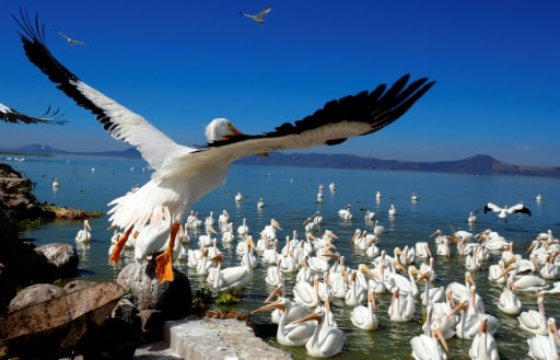 pelicans mexique tourisme
