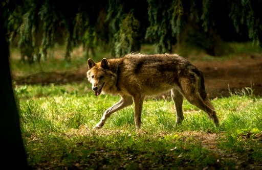 Loup Somme France