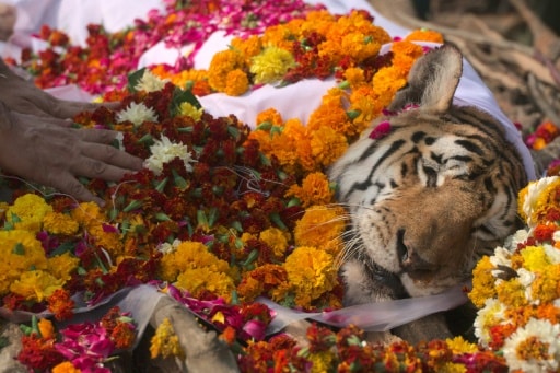 tigresse félin tigre bengale
