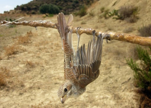 BirdLife Chype Nicosie ONG chasse