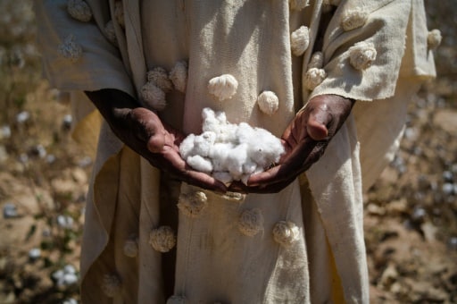 Coton récolte Mali