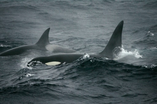 orques baleine mer Crozet