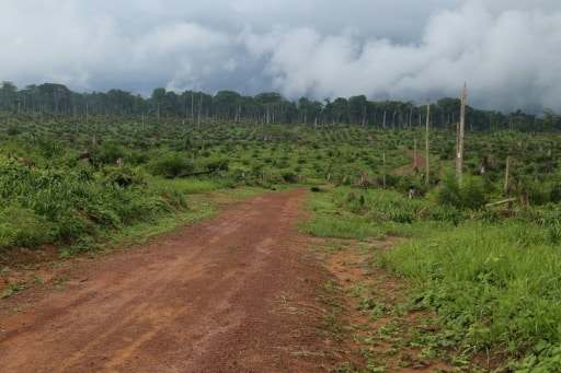 RDC Afrique déforestation