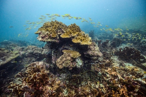 Corail coraux barrière récifs