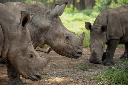 Rhinos braconnage Afrique du Sud