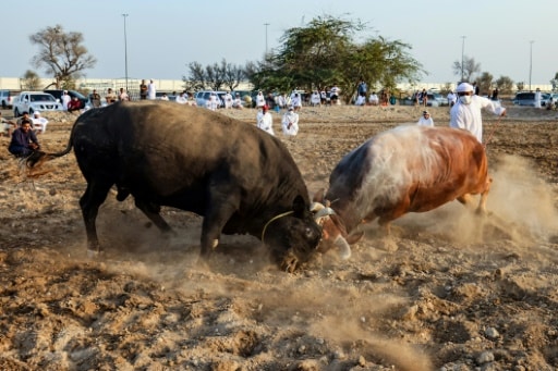 combats de taureaux