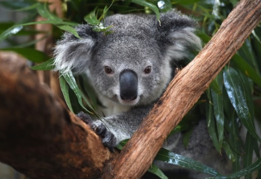 koalas espece menacée australie