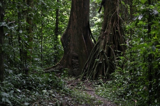 forêt arbres plantation