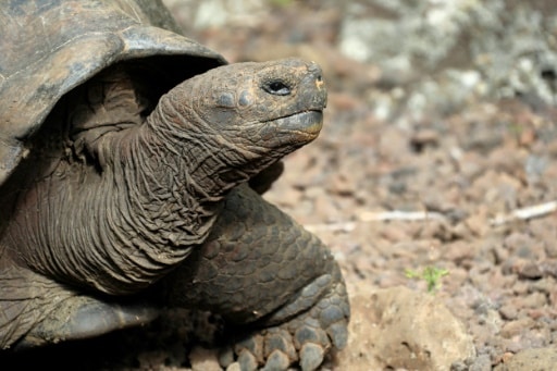 galapagos nouvelle espèce de tortue