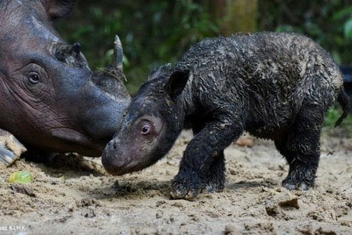 rhinoceros de java naissance