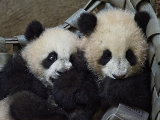 jumelles pandas beauval