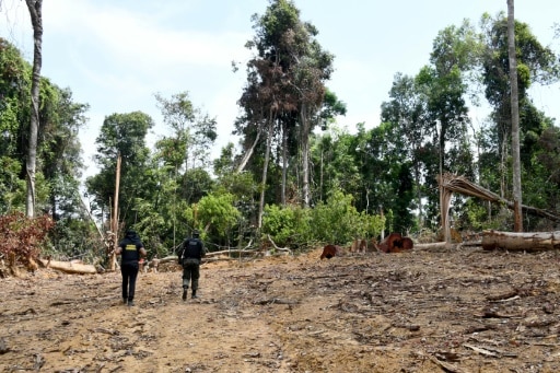 Para Pacaja Brésil déforestation Amazonie