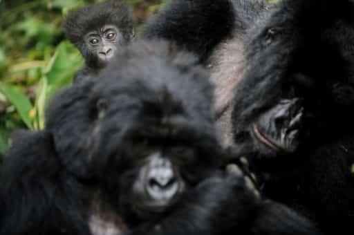RDC Gorille biodiversité primates