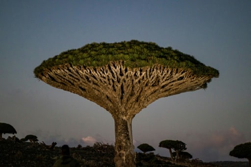 Socotra pays pauvres ONG adaptation biodiversité