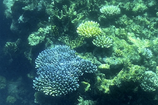 grande barriere de corail blanchiment