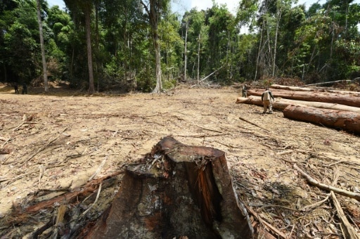 déforestation record brésil