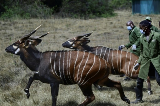 Bongo Kenya sauvage biodiversité protection