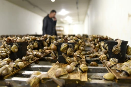 eleveur d'escargots guerre en ukraine