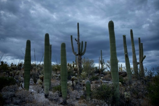 cactus rechauffement climatique