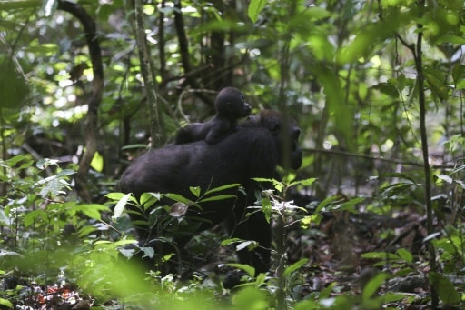 gorilles gabon tourisme protection